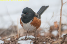 towhee